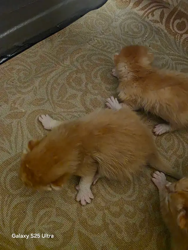 KITTENS - Photo 3