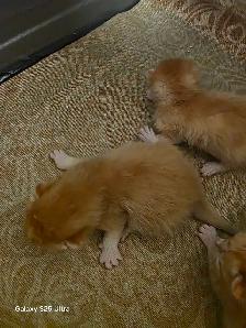 KITTENS - Photo 3