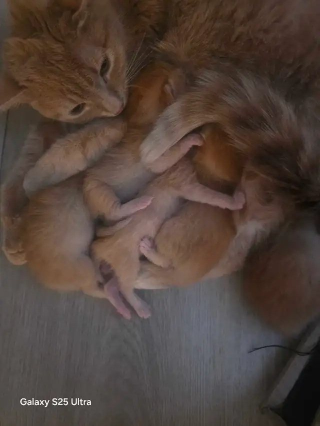 KITTENS - Photo 4