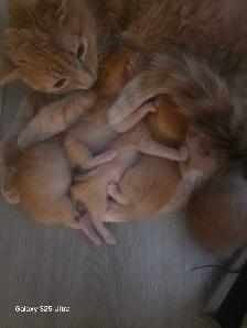 KITTENS - Photo 4