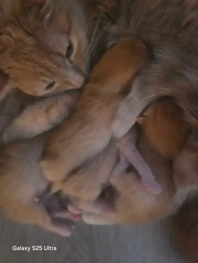 KITTENS - Photo 5