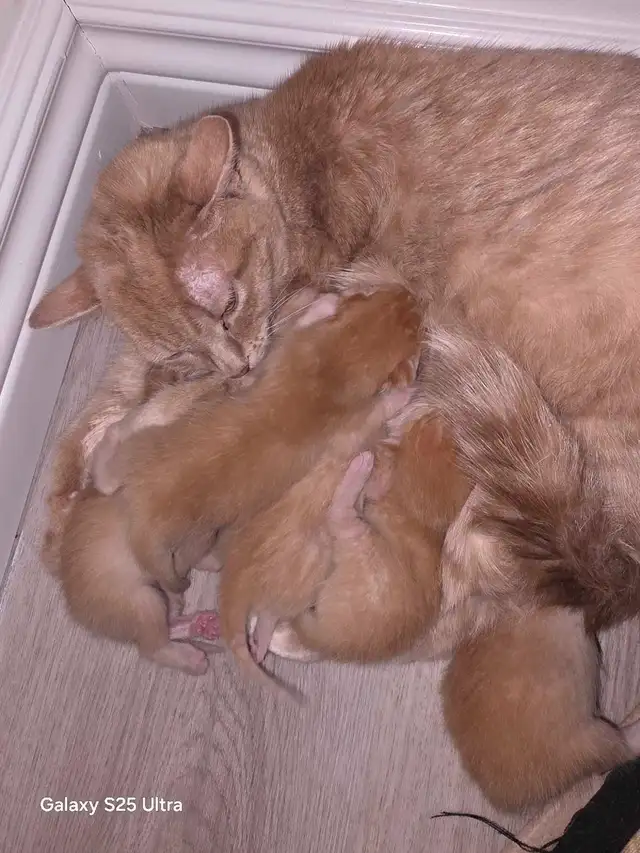 KITTENS - Photo 6