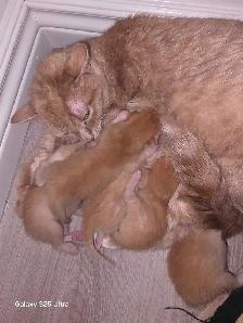 KITTENS - Photo 6