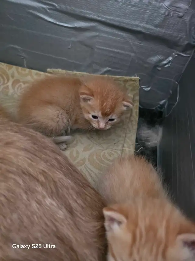 KITTENS - Photo 7