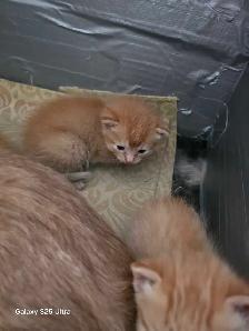 KITTENS - Photo 7
