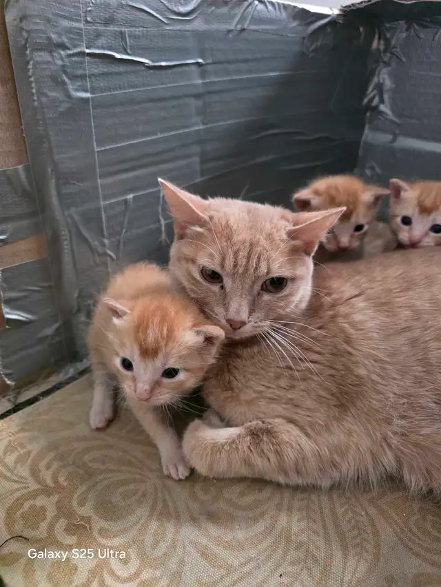 KITTENS - Photo 8