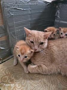 KITTENS - Photo 8