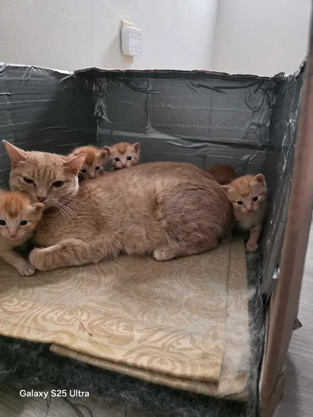 KITTENS - Photo 9