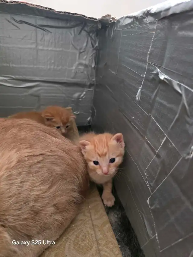 KITTENS - Photo 10