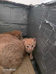 KITTENS - Photo 10