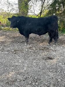 2yr old SIMM BULL