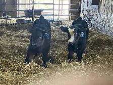 2yr old SIMM BULL - Photo 2