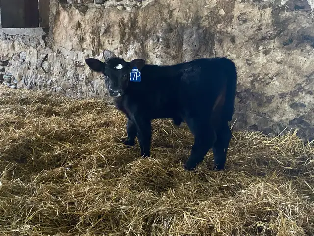 2yr old SIMM BULL - Photo 3