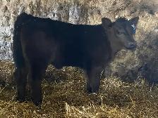 2yr old SIMM BULL - Photo 5