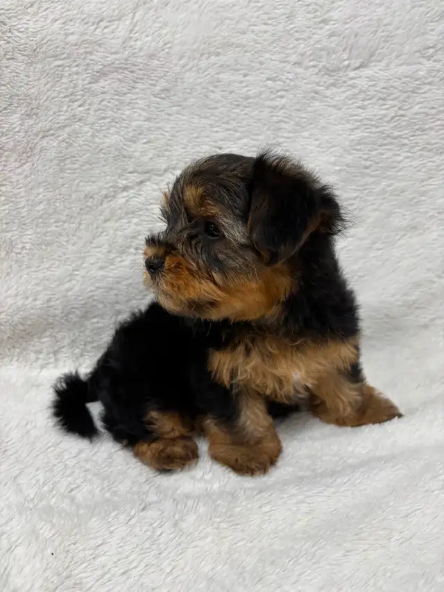 Yorkie boy puppy