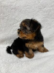 Yorkie boy puppy