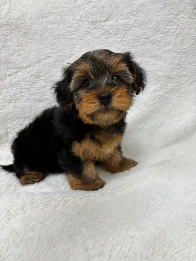 Yorkie boy puppy - Photo 2