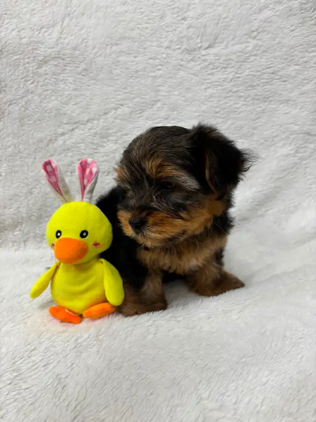 Yorkie boy puppy - Photo 3