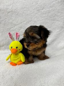 Yorkie boy puppy - Photo 3