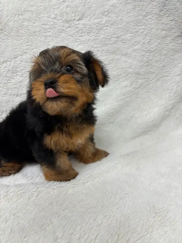 Yorkie boy puppy - Photo 4