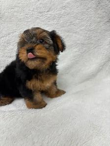 Yorkie boy puppy - Photo 4