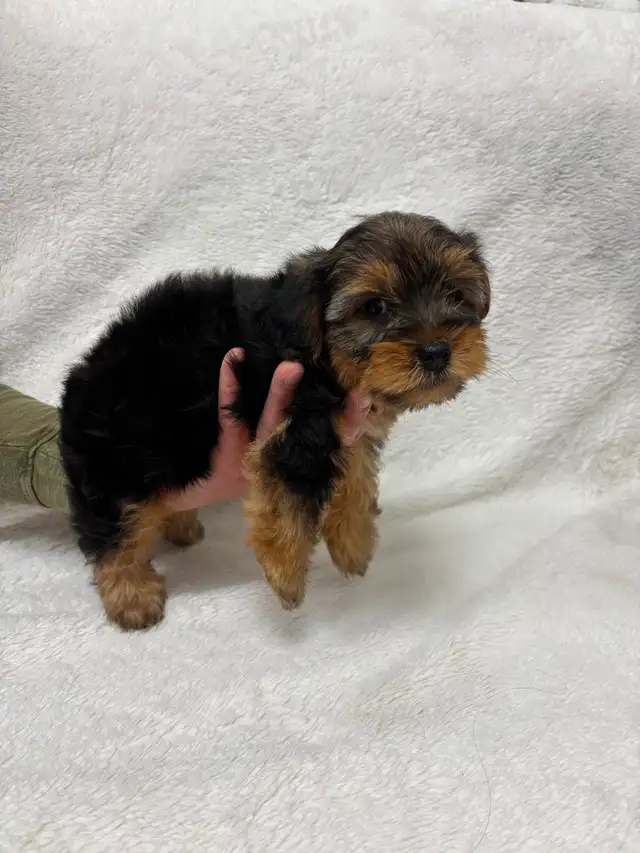 Yorkie boy puppy - Photo 5