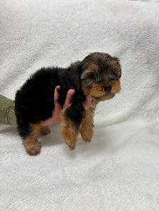 Yorkie boy puppy - Photo 5