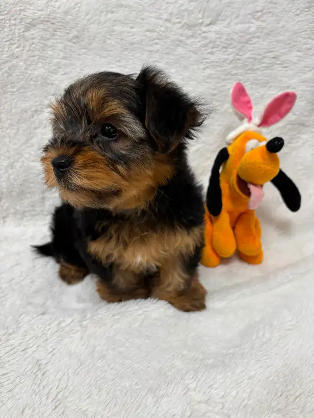 Yorkie boy puppy - Photo 6