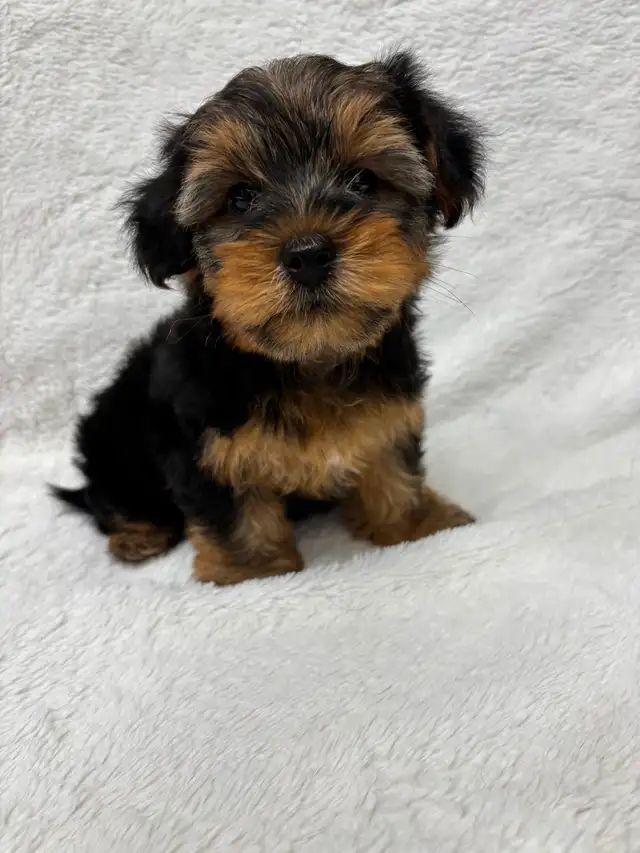 Yorkie boy puppy - Photo 7
