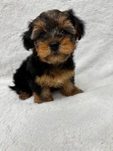 Yorkie boy puppy - Photo 7