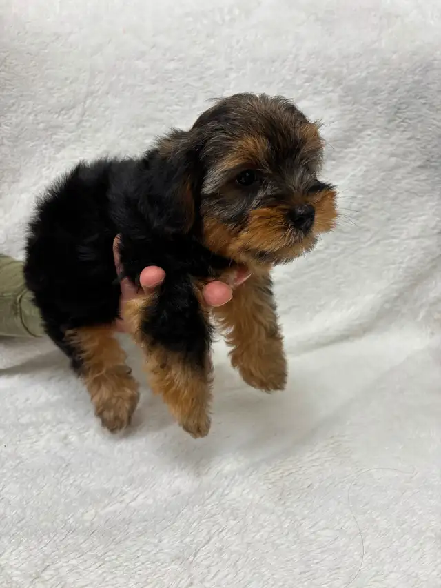 Yorkie boy puppy - Photo 9