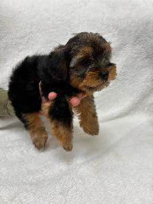 Yorkie boy puppy - Photo 9