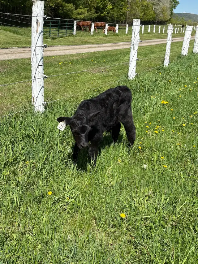 Calf For sale