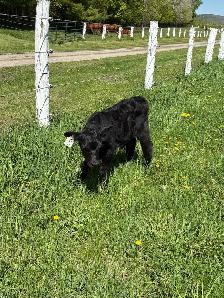 Calf For sale
