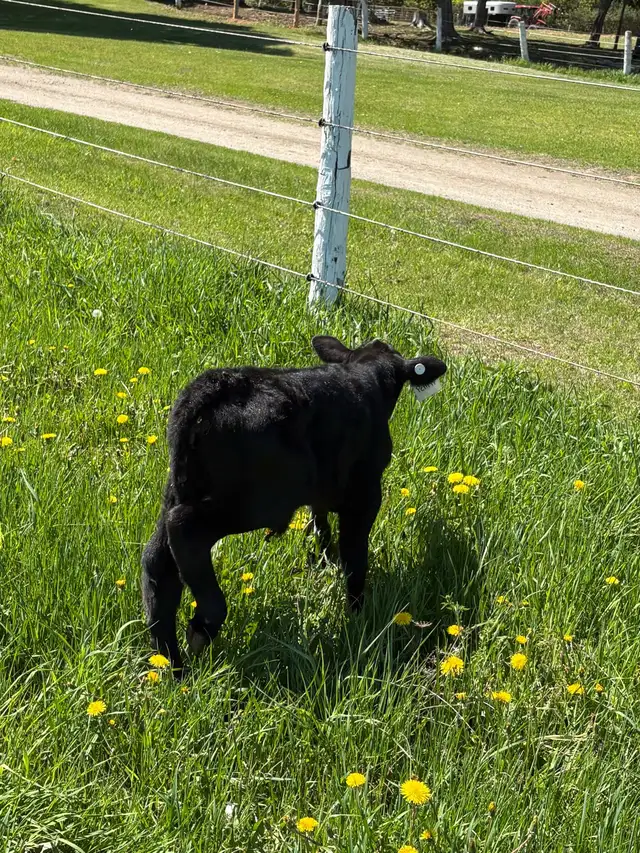 Calf For sale - Photo 2