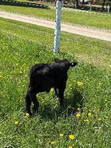 Calf For sale - Photo 2