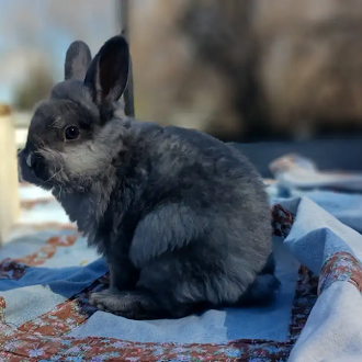 Male Lionhead Bunny for Adoption!