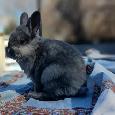 Male Lionhead Bunny for Adoption!