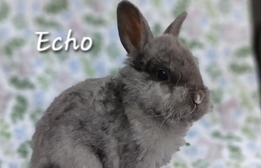 Male Lionhead Bunny for Adoption! - Photo 3