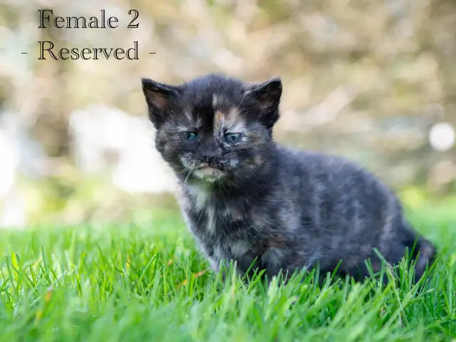 Cute Kittens for Sale! 2 Reservations Available! - Photo 6