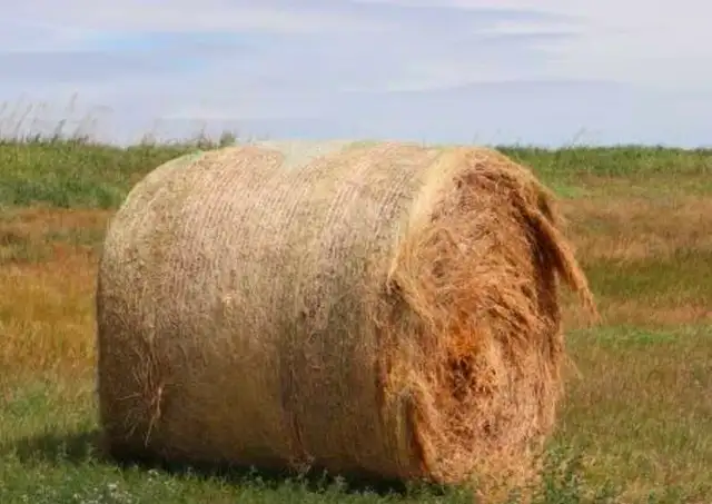 round hay bales WANTED