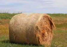 round hay bales WANTED