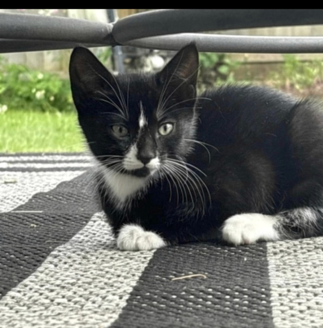 Kitten for sale - Photo 2