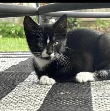 Kitten for sale - Photo 2