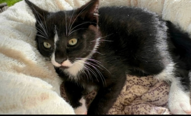 Kitten for sale - Photo 3