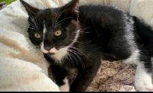 Kitten for sale - Photo 3