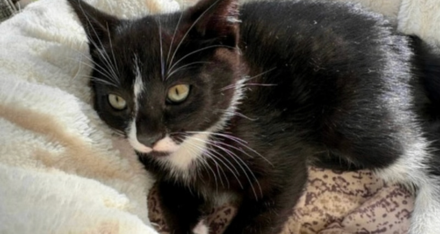 Kitten for sale - Photo 4