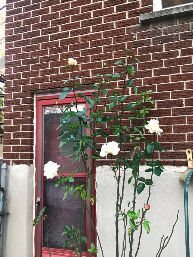Rare West Lachine huge bed room single professional $880 July 1 - Photo 10