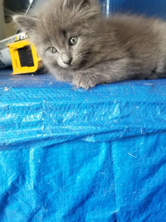 Kittens available