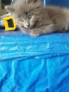 Kittens available